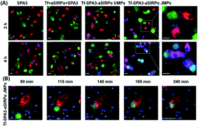 具有生物功能的Janus颗粒可促进巨噬细胞吞噬肿瘤细胞-3.png
